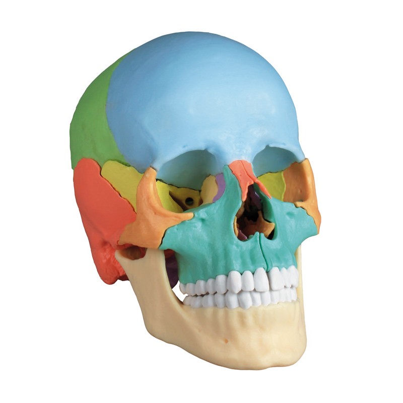 Crâne ostéopathique 22 parties