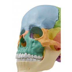 Crâne ostéopathique 22 parties