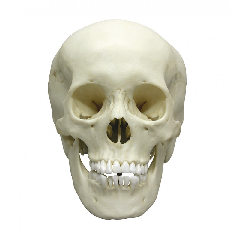 Crâne adolescent masculin