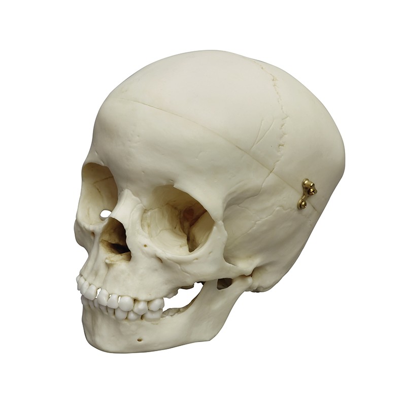 Crâne modèle enfant âgé de 5 ans