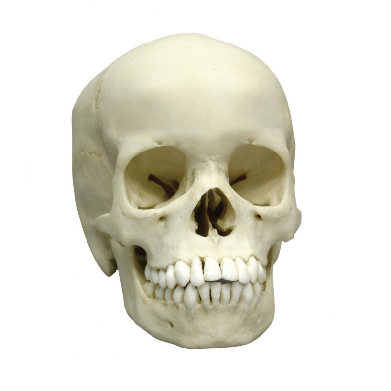 Crâne humain modèle 13 ans
