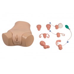 Simulateur examen gynécologique