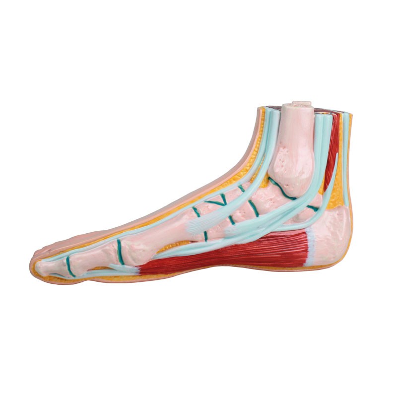Pied normal | Modèle anatomique | Teamalex Medical