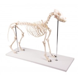 Squelette de chien grandeur...