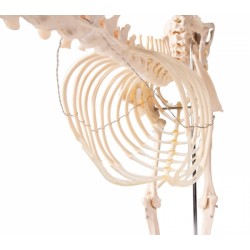 Squelette de chien grandeur nature