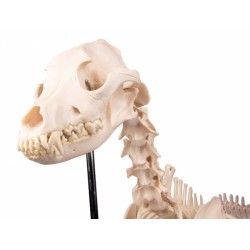 Squelette de chien grandeur nature