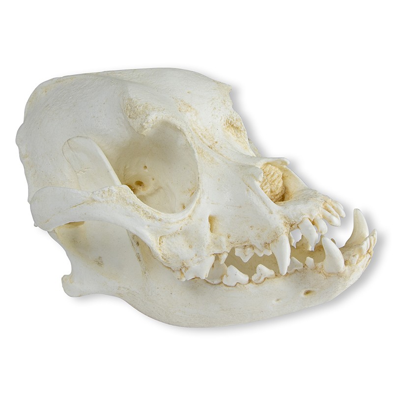 Crâne de chien domestique