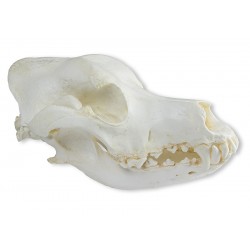 Crâne de chien berger allemand