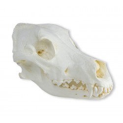 Crâne de chien dogue allemand