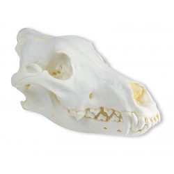 Crâne de loup d'Aslaka