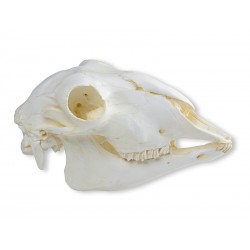 Crâne de mouton femelle
