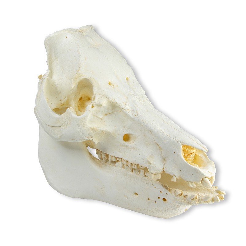 Crâne de cochon