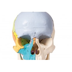 Crâne médical coloré en 3 parties