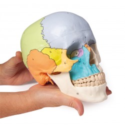 Crâne médical didactique en 3 parties