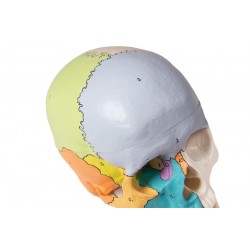 Crâne médical didactique coloré