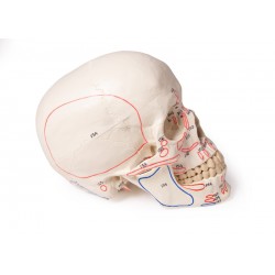 Modèle crâne avec marquage  musculaires