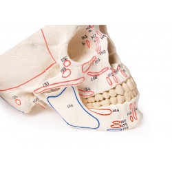 Modèle anatomique de crâne