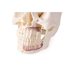dents teamalex medical