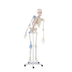 Squelette Max avec insertion des muscles et ligaments Teamalex Medical