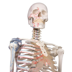Squelette Max avec insertion des muscles et ligaments Teamalex Medical