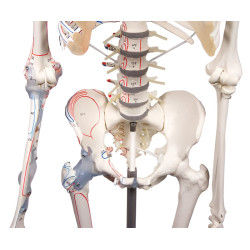 Squelette Max avec insertion des muscles et ligaments Teamalex Medical