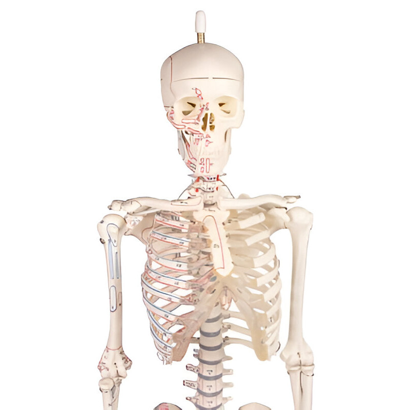 Squelette humain Fred avec insertion des muscles Teamalex Medical Squelette humain Fred avec insertion des muscles Teamalex Medical