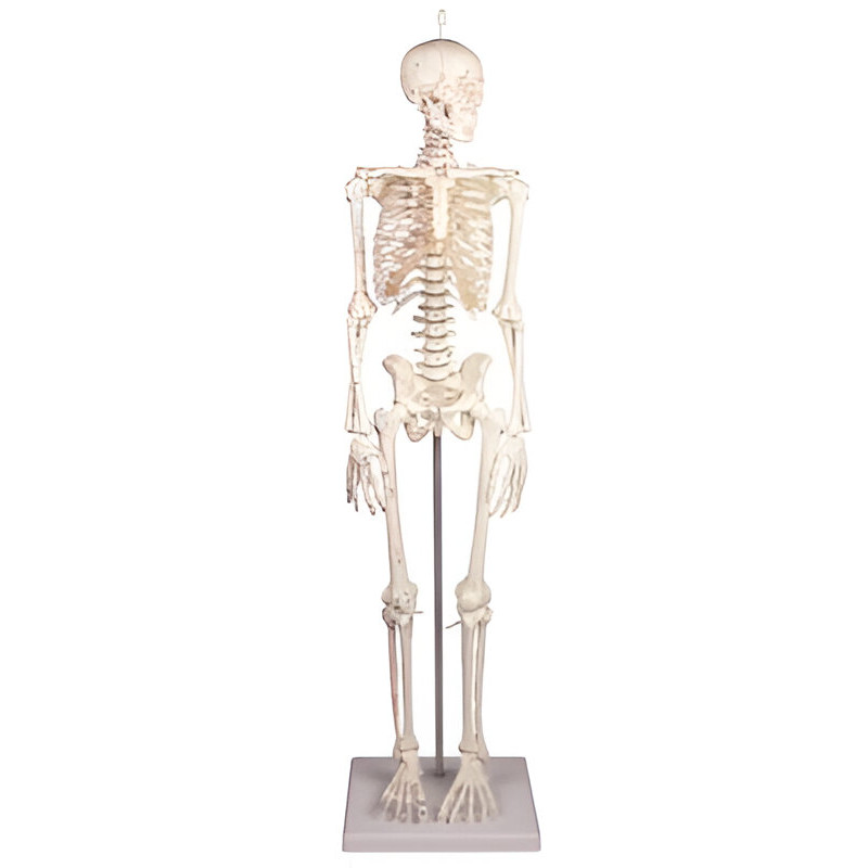 Squelette humain Daniel avec insertion des muscles Teamalex Medical