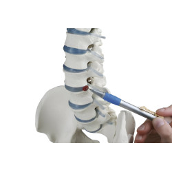 Colonne vertébrale avec moignons fémoraux Teamalex Medical