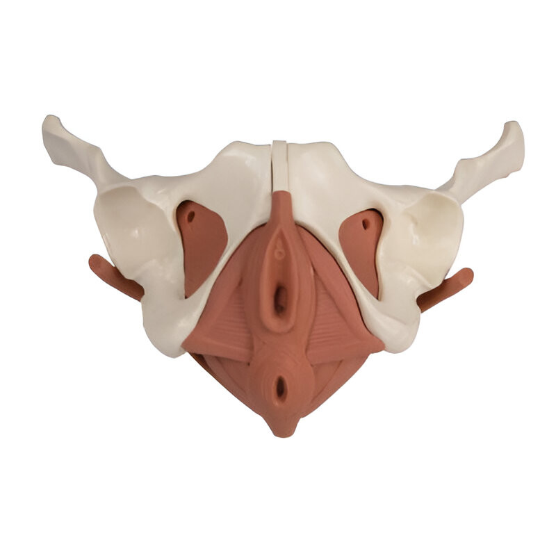 Modèle Anatomique De Bassin Féminin Taille Réelle - 6 Pièces Amovibles - Pour Étude Médicale Ou Enseignement