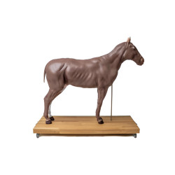 Modèle de cheval démontable en 16 parties Teamalex Medical