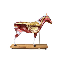 Modèle de cheval démontable en 16 parties Teamalex Medical