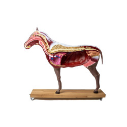 Modèle de cheval démontable en 16 parties Teamalex Medical