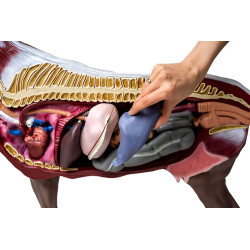 Modèle de cheval démontable en 16 parties Teamalex Medical