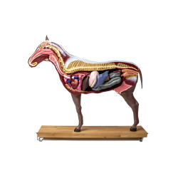 Modèle de cheval démontable en 16 parties Teamalex Medical