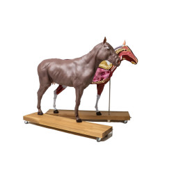 Modèle de cheval démontable en 16 parties Teamalex Medical