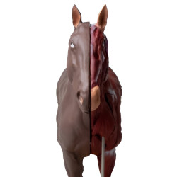Modèle de cheval démontable en 16 parties Teamalex Medical