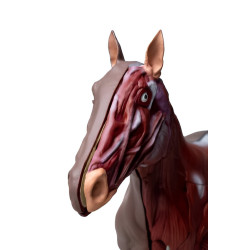 Modèle de cheval démontable en 16 parties Teamalex Medical