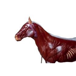 Modèle de cheval démontable en 16 parties Teamalex Medical