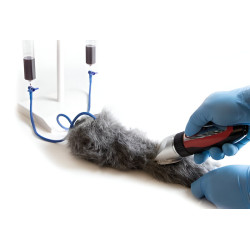 Simulateur d'injection intraveineuse sur membre antérieur de chien Teamalex Medical