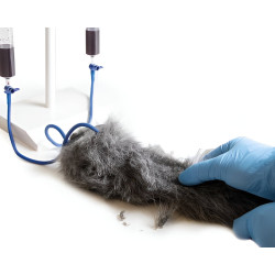 Simulateur d'injection intraveineuse sur membre antérieur de chien Teamalex Medical