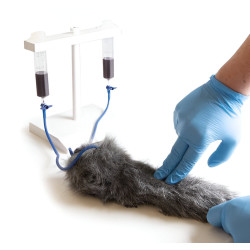 Simulateur d'injection intraveineuse sur membre antérieur de chien Teamalex Medical