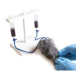 Simulateur d'injection intraveineuse sur membre antérieur de chien Teamalex Medical