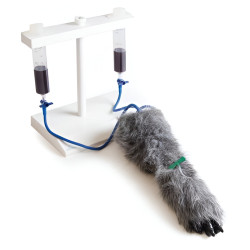 Simulateur d'injection intraveineuse sur membre antérieur de chien Teamalex Medical
