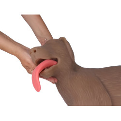 Modèle de chien pour entrainement RCR Teamalex Medical