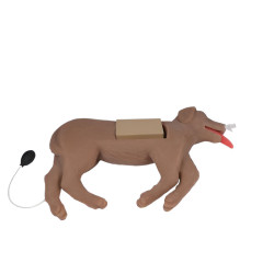 Modèle de chien pour entrainement RCR Teamalex Medical