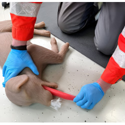 Modèle de chien pour entrainement RCR Teamalex Medical