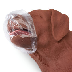 Modèle de chien pour entrainement RCP Teamalex Medical