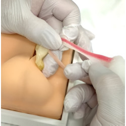Simulateur de stérilisation canine 2 Teamalex Medical