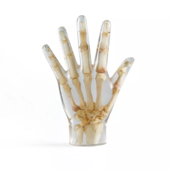 Fantôme de test radiographie main transparente teamalex medical