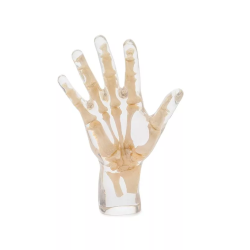 Fantôme de test radiographie main transparente 7210 teamalex
